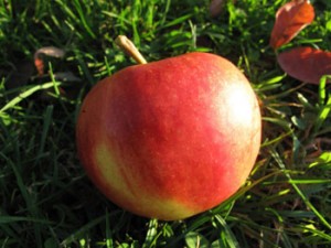Elstar Bio-Apfel