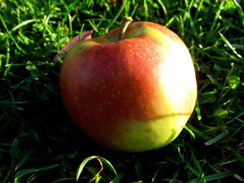 Jonagold Bio-Apfel