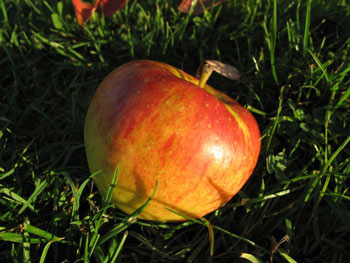 Topaz Bio-Apfel